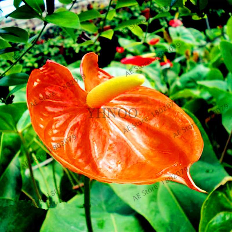 Anthurium Seeds - Colorful Bonsai Flower Seeds for Home Garden, Balcony DIY Planting (Andraeanum)