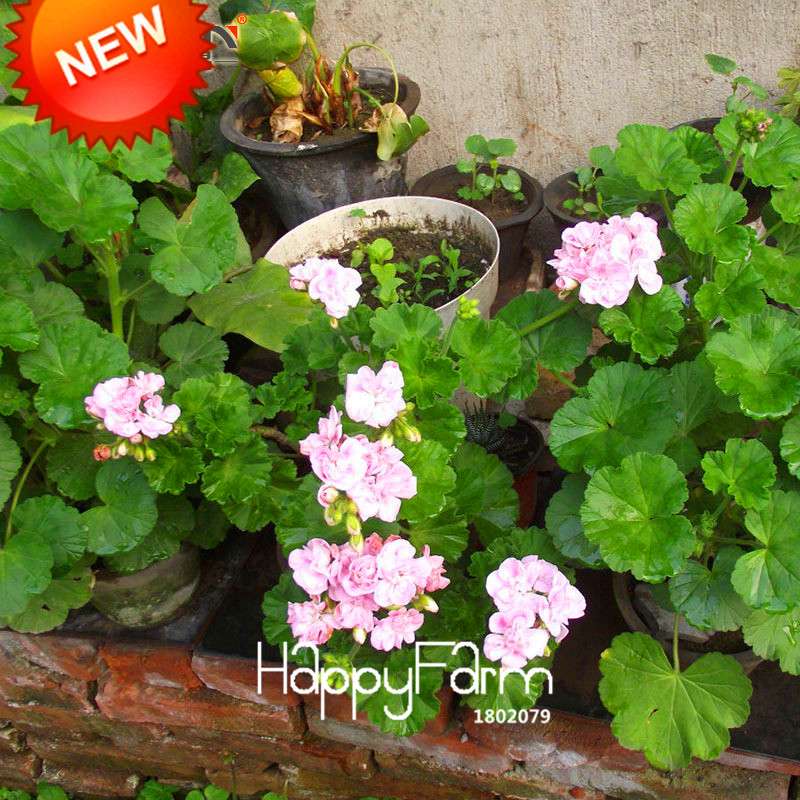 Pale Pink White Geranium Seeds - Perennial Pelargonium Peltatum Flower Seeds for Planting