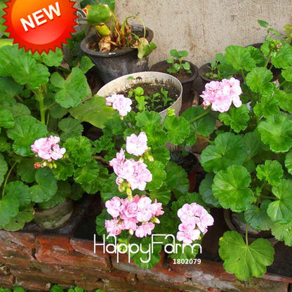 Pale Pink White Geranium Seeds - Perennial Pelargonium Peltatum Flower Seeds for Planting