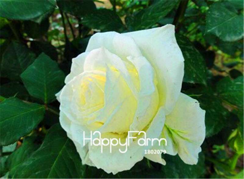 Rose Flower Seeds - Perennial, Easy to Grow, Blooms All Seasons - Planting Guide Included
