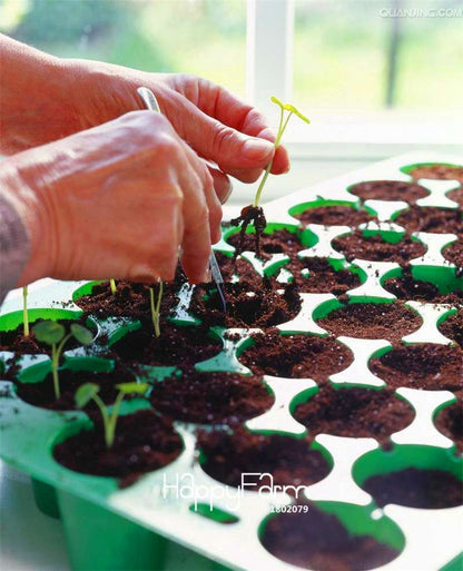 Fresh Tropaeolum Majus Nasturtium Seeds - Easy to Grow, Vibrant Flowers for Garden Planting (Fast Shipping)
