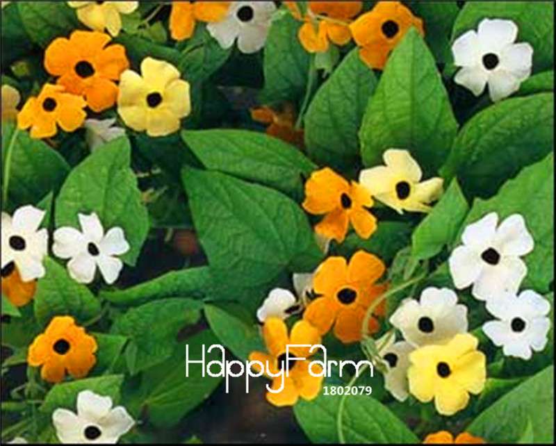 Organic Black-eyed Susan Vine Seeds (Thunbergia alata) - Piece Climbing Flower Mix for Gardens