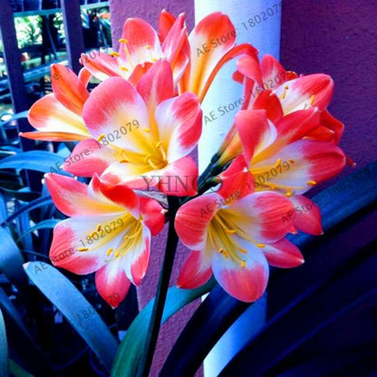 Chinese Clivia Seeds - Exotic Bonsai Flower for Home & Garden | Fast-Growing, Beautiful Blooms