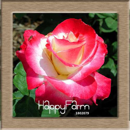 Rare White Red Edge Rose Seeds - for Balcony, Indoor & Garden Planting | Fresh Potted Flower Seeds