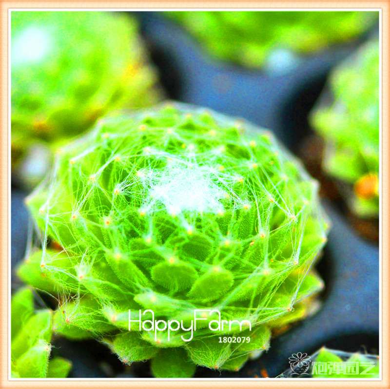 Lithops Seeds - 99 Varieties, Succulent & Bonsai Plants for Office - Fast Shipping & High Germination Rate
