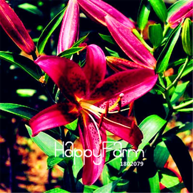 Lily Flower Seeds - Easy to Grow Bonsai Plants for Home & Garden | Fast Blooming