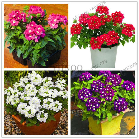 Verbena Seeds for Planting - Easy to Grow Potted Flowers, Bonsai Garden Seeds for Home & Outdoors