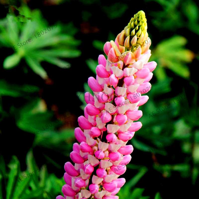 Rainbow Lupine Seeds - Colorful, Easy to Grow Flower Seeds for Garden | Fast Shipping