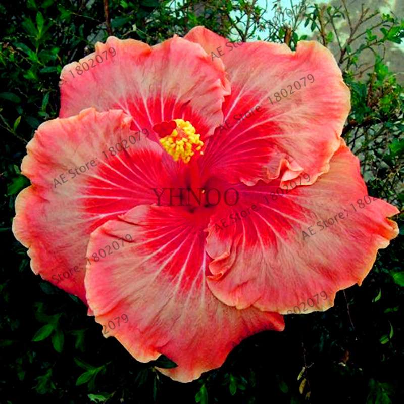 24-Color Giant Dinnerplate Hibiscus Seeds - Perennial Flower for Home, Bonsai & Garden Planting