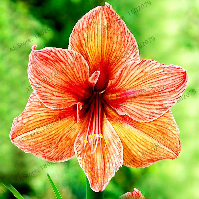 Vibrant Amaryllis Flower Seeds - High Germination, Easy to Grow, Hippeastrum Rutilum