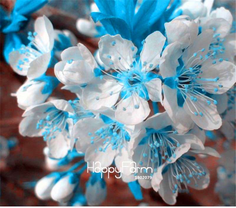 Blue Sky White Cherry Bonsai Seeds - Mini Sakura Tree Kit for Home Garden Planting