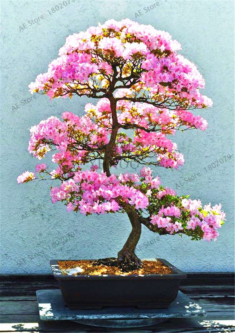 Rare Azalea Bonsai Seeds - DIY Home Garden Plants, Sakura-Like Blooms - Grow Japanese Cherry Flowers