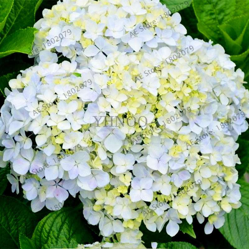 Hydrangea Seeds - Perennial Flowers for Wedding, Party, Home & Garden | Easy Grow Beautiful Blooms