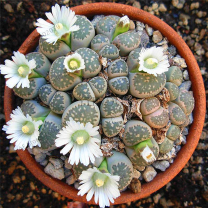 Rare Lithops Seeds - Living Stone Succulent Mix for Mini Garden, Bonsai & Assorted Flower Planting | Fast US Shipping