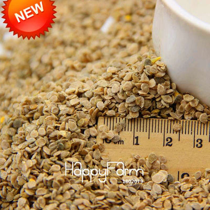 Giant Tomato Seeds for Home Garden - Sweet Pumpkin Tomato, Balcony & Container Planting