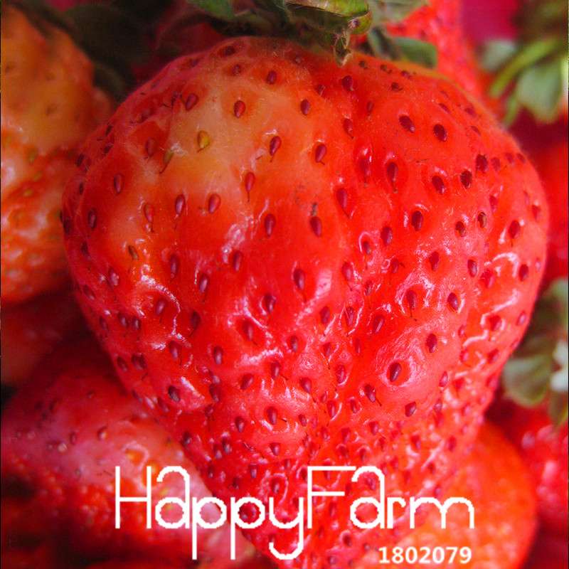 Super Giant Strawberry Seeds - Sweet Fruit for Garden, Balcony & Pots | Non-GMO, Easy Grow