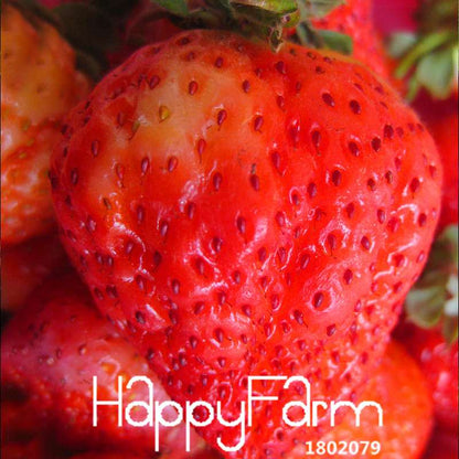 Super Giant Strawberry Seeds - Sweet Fruit for Garden, Balcony & Pots | Non-GMO, Easy Grow