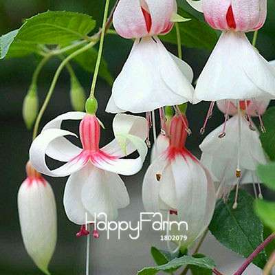 White Fuchsia Flower Seeds - Vibrant Hanging Potted Plants for Home & Garden | Fast-Growing
