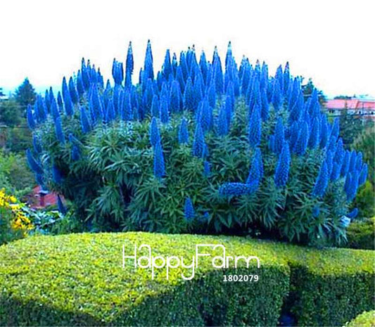 Pack Pride of Madeira Seeds (Echium Fastuosum) - Vibrant Outdoor Flowers for DIY Home Garden Planting