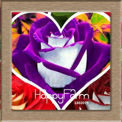 Rare White Red Edge Rose Seeds - for Balcony, Indoor & Garden Planting | Fresh Potted Flower Seeds