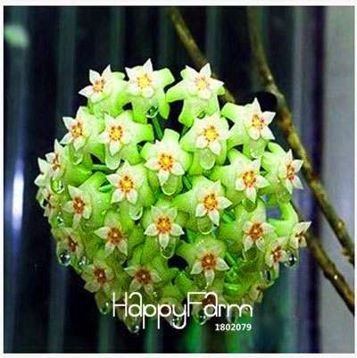 Buy Hoya Carnosa Seeds - for Home Garden, Potted Flower Seeds, Easy to Grow