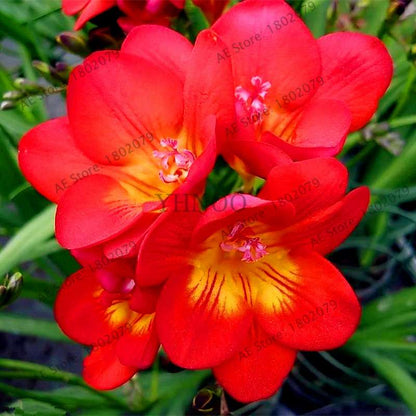 Freesia Seeds - Colorful Fragrant Flowers for Home Garden Planting