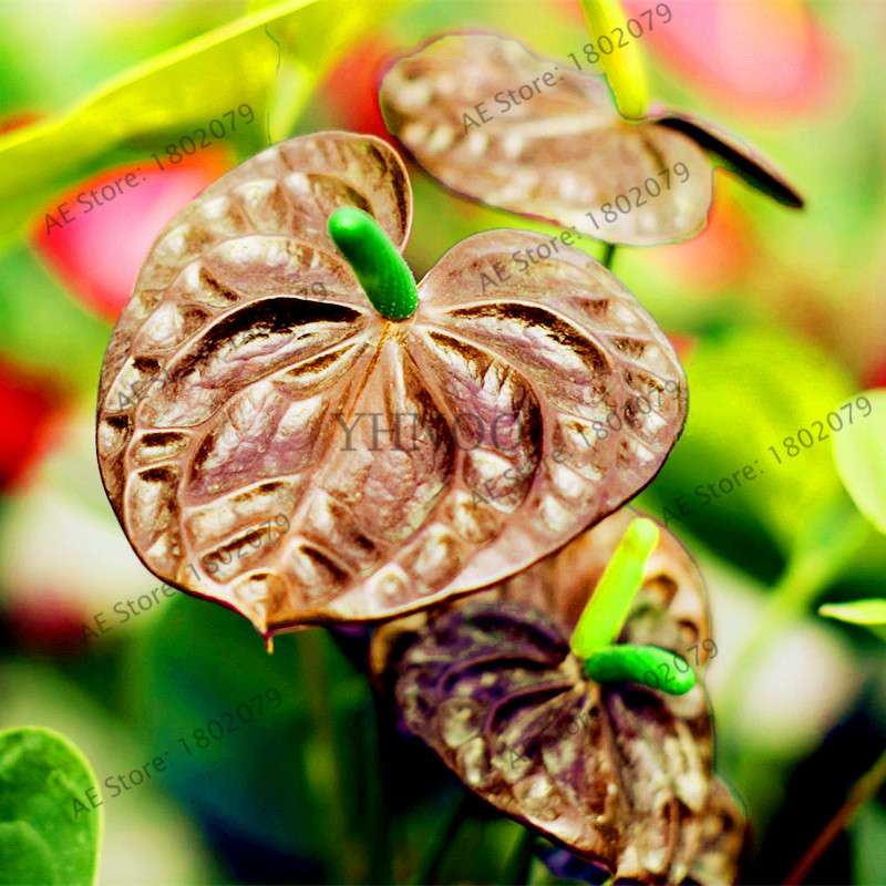 Anthurium Seeds - Colorful Bonsai Flower Seeds for Home Garden, Balcony DIY Planting (Andraeanum)