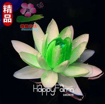 Affordable Water Lily Seeds for Bonsai & Balcony - Easy-Grow Potted Flowers