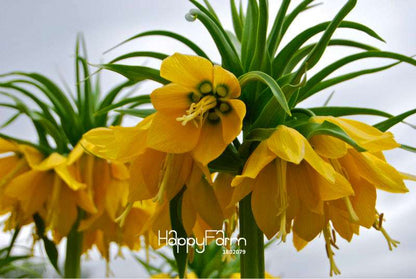 Yellow Imperial Crown Seeds - Easy to Grow, Lush Ground Cover for Home Garden (Imperialis Lutea)