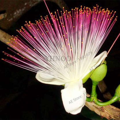 Exotic Bonsai Flower Seeds for Home Decor - Rare & Beautiful Varieties | Fast US Shipping