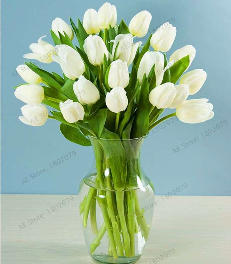 Rare Tulip Seeds - Beautiful Perennial Bonsai Flowers for Home & Garden Planting