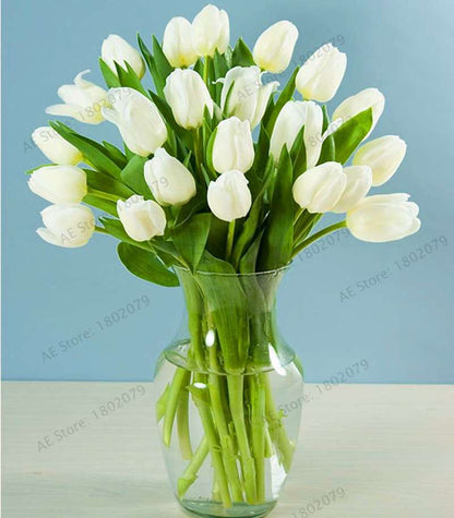 Rare Tulip Seeds - Beautiful Perennial Bonsai Flowers for Home & Garden Planting
