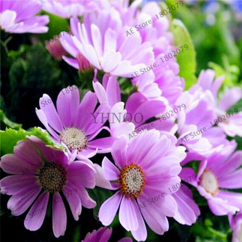 Cineraria Flower Seeds - 23 Colorful Bonsai Varieties for Home & Garden DIY Planting