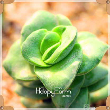 99 Varieties Lithops Seeds - Succulent & Bonsai Plants for Office, Home Garden - Easy to Grow