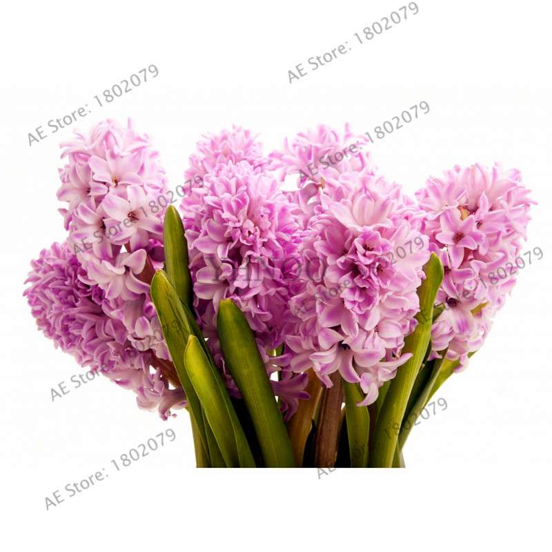 Hyacinth Seeds for Planting - Easy-Grow Potted Bonsai Flowers, Indoor/Outdoor Garden