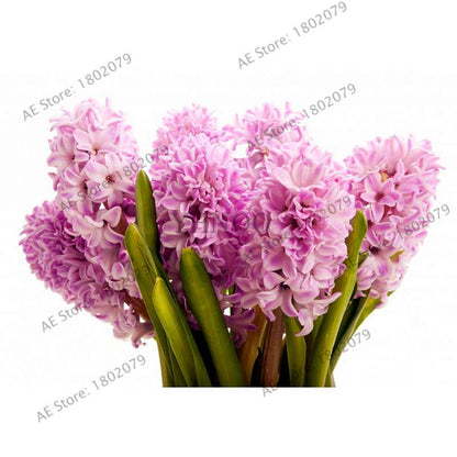 Hyacinth Seeds for Planting - Easy-Grow Potted Bonsai Flowers, Indoor/Outdoor Garden