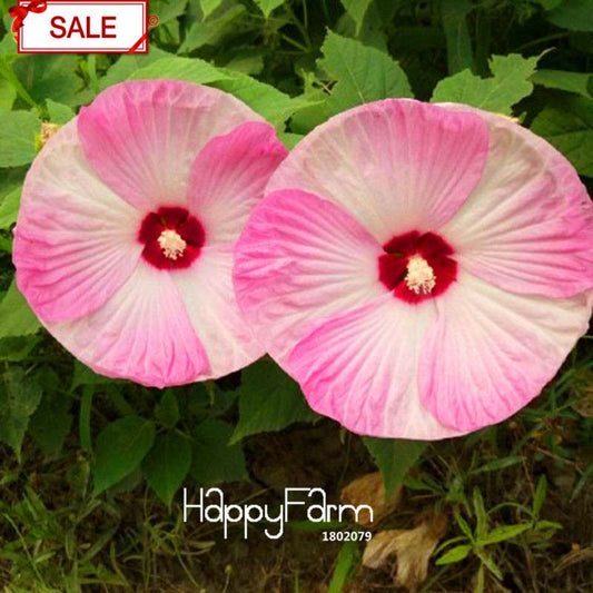 Red Giant Hibiscus Seeds - for Planting, DIY Home Garden Bonsai, Vibrant Blooming Flowers