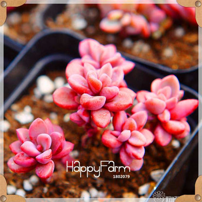 99 Rare Succulents & Lithops Seeds - Exotic Bonsai Plants, - Unique Office & Home Garden