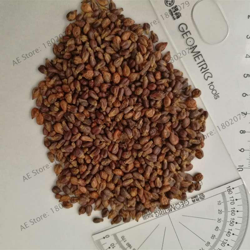 Black Kyoho Grape Seeds - Sweet Natural Fruit Seeds for Planting, Deep Purple Home Garden Seeds