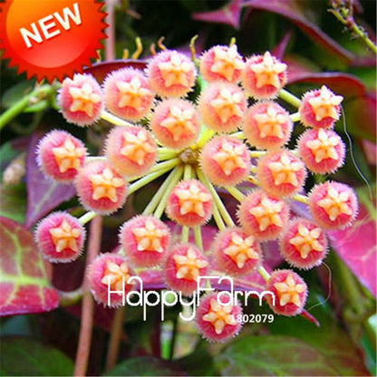 Rare Hoya Carnosa Orchid Seeds - Home Bonsai Flower Seeds for Planting