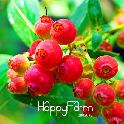 Blueberry Seeds for Planting - Colorful Pink & Blue Fruit, DIY Potted Bonsai Tree Kit - Non-GMO Home Garden