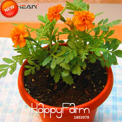 11 Varieties Maidenhair Herb & Marigold Flower Seeds - for Potted Garden