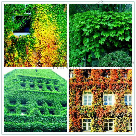 Green Boston Ivy Seeds - Easy Grow DIY Garden Plants for Outdoor & Home Planting - Fast Shipping
