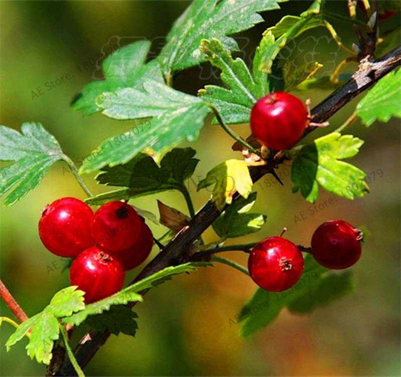 Organic Gooseberry Seeds - Fresh, Nutrient-Rich Perennial Fruit Seeds for Home Gardening