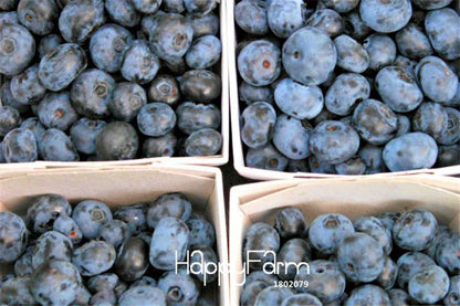 Blueberry Seeds for Planting - Grow Delicious Blueberry Fruit Trees at Home, Indoor/Outdoor Bonsai