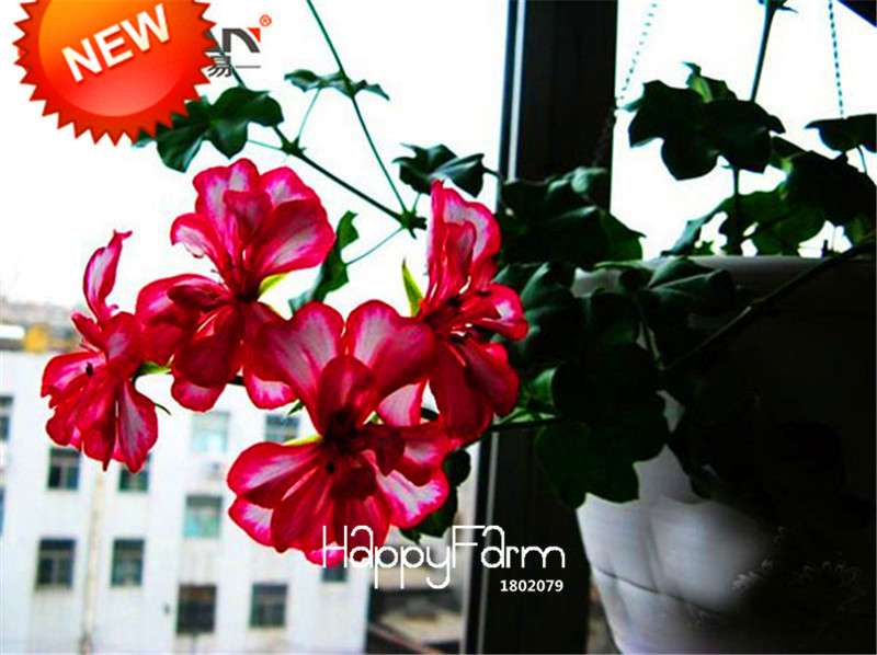 White & Red Edge Geranium Seeds - Perennial Pelargonium Peltatum Flowers for Indoor Planting