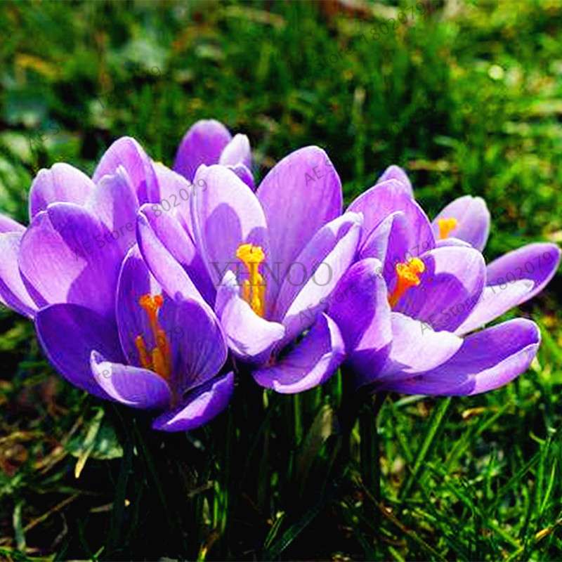Saffron Seeds for Planting - Grow Saffron Crocus Flowers in Home & Garden - Bonsai Plant Variety