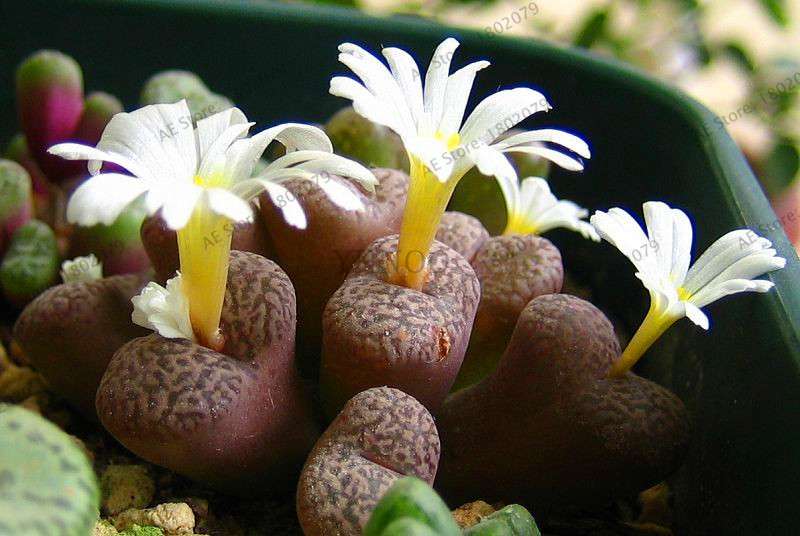 Rare Lithops Seeds - Living Stone Succulent Mix for Mini Garden, Bonsai & Assorted Flower Planting | Fast US Shipping