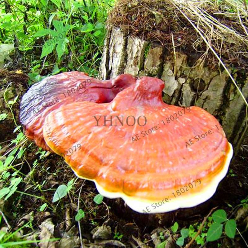 Wild Ganoderma Lucidum Lingzhi Spores - Easy Planting, High Germination Rate for Home Growers