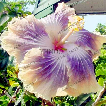 24-Color Giant Dinnerplate Hibiscus Seeds - Perennial Flower for Home, Bonsai & Garden Planting